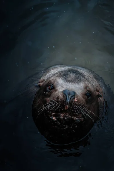 An overhead shot of a cute sea lion in the water looking up at the camera