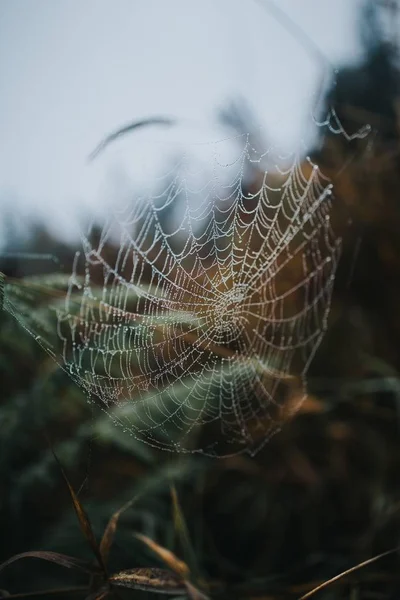 배경에 흐린 자연과 아름다운 거미줄의 클로즈업 — 스톡 사진