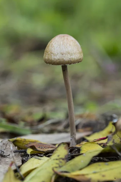 Panaeolus papilionaceus, нижняя юбка пятнистая грибок — стоковое фото