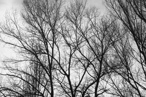 Herfst bomen — Stockfoto