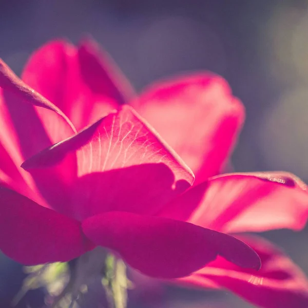 Closeup shot of a beautiful wild flower blooming in a field with some morning dew left on it