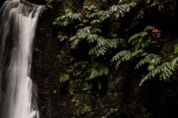 Vattenfall flyter nerför klippan omgiven av växter och träd — Stockfoto