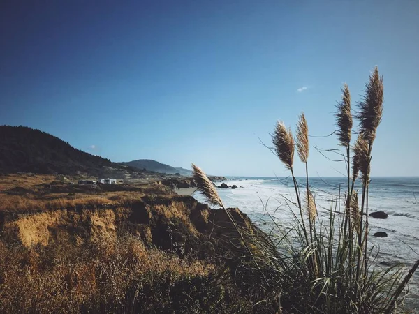 Planta seca em um campo de grama amarela em uma colina perto do mar com a montanha no fundo — Fotografia de Stock