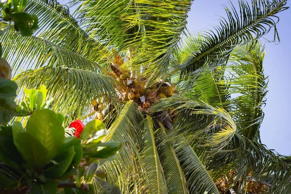 Low angle shot of a coconut tree — Stock Photo, Image