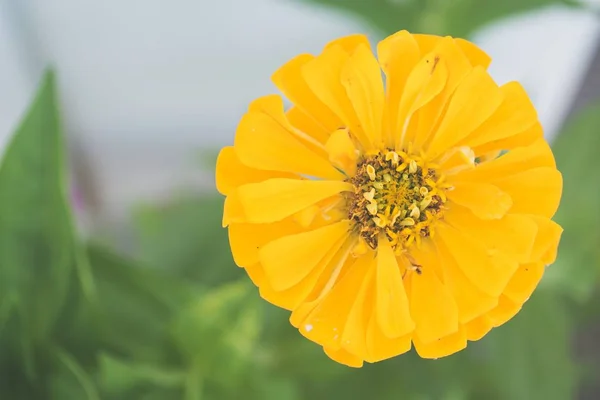 Bulanık arka plan ile bahçede büyüyen sarı bir çiçek Closeup çekim — Stok fotoğraf