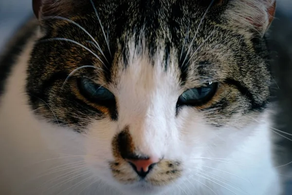Крупный план кота с голубыми глазами, смотрящего в камеру — стоковое фото