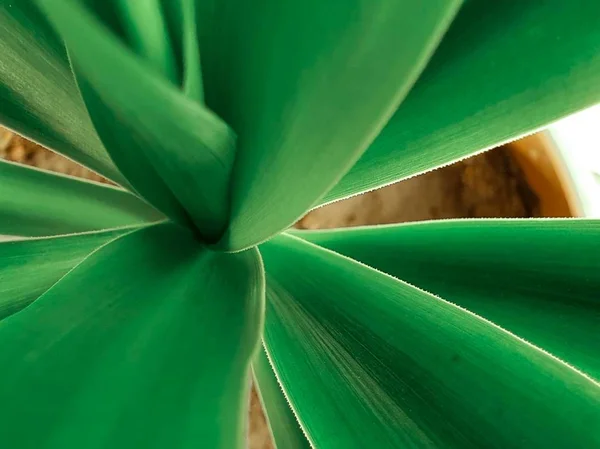Primer plano de una planta verde con hojas grandes — Foto de Stock