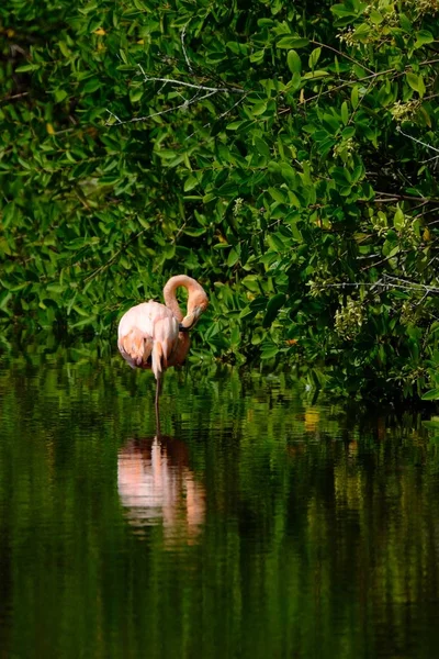 Tiro vertical de um flamingo rosa em pé na água perto das árvores — Fotografia de Stock