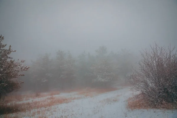 En dimmig skog — Stockfoto