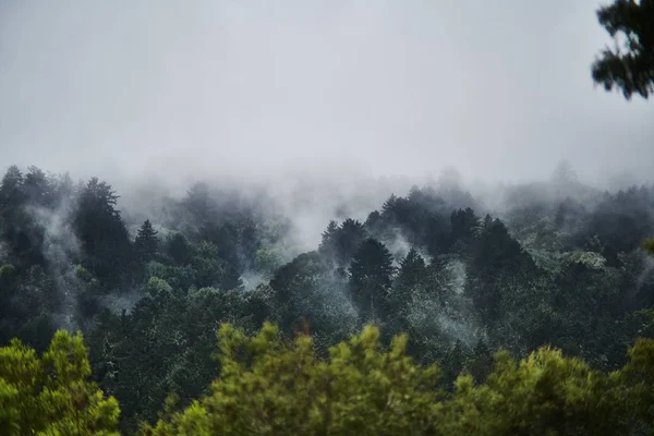 Tiro Aéreo Uma Bela Floresta Cercada Por Nevoeiro Tirar Fôlego — Fotografia de Stock