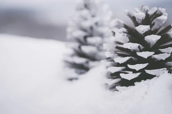 Closeup tiro de belas pinhas brancas na neve com um fundo borrado — Fotografia de Stock