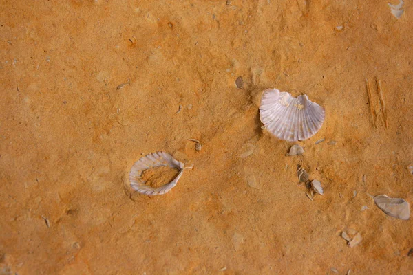 Na praia — Fotografia de Stock