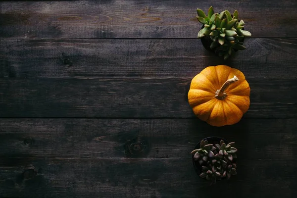 Una calabaza amarilla con hierbas naturales en ambos lados con espacio para el texto — Foto de Stock