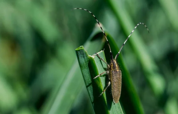 ASPHODEL Long κέρατα σκαθάρι, Αγαπάνθεια ασφοντελικατέσεν, που αναπαύεται σε ένα φύλλο. — Φωτογραφία Αρχείου