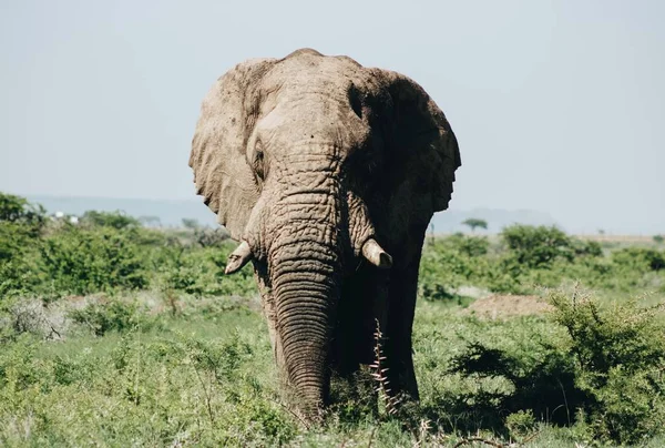 Close up shot of an elephant standing in the field