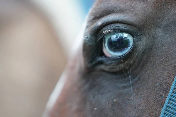 Fecho de um olho de cavalo com fundo embaçado na República Dominicana — Fotografia de Stock