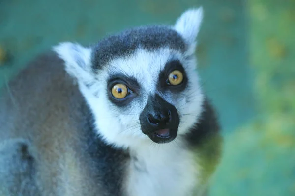 En söt lemur — Stockfoto