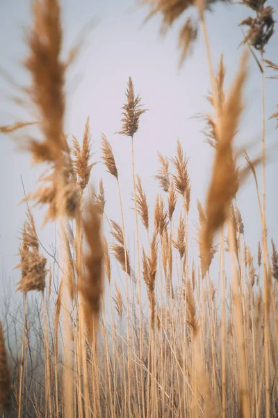 Tiro de un grano —  Fotos de Stock