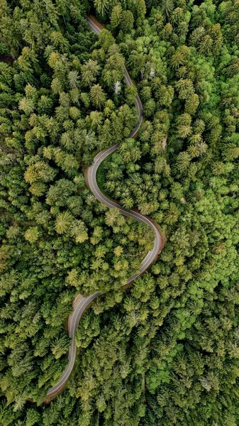 Изображение Извилистой Узкой Дороги Посреди Леса Окруженной Деревьями — стоковое фото