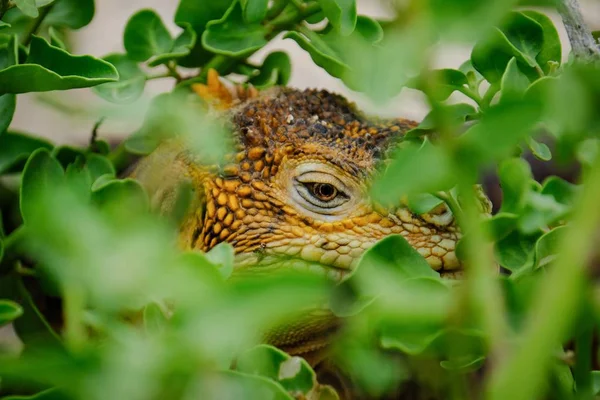 Extreme close seup shot of an iguana hiding in plants — стоковое фото