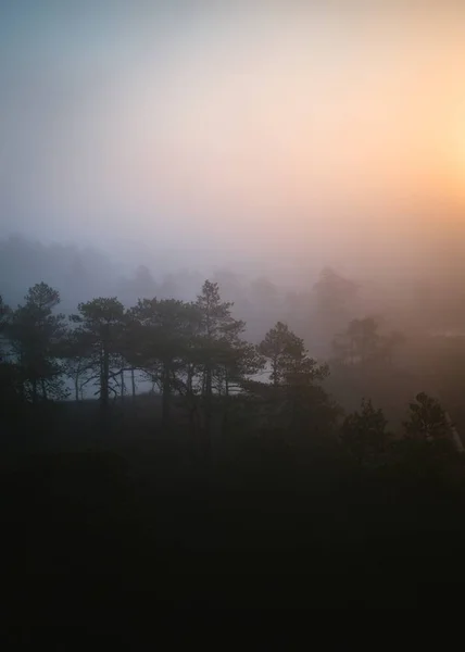 Belo tiro de uma floresta durante o pôr do sol — Fotografia de Stock