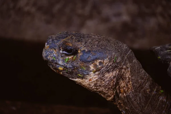 Κοντινά πλάνα ενός κεφαλιού χελώνας με θολή φόντο — Φωτογραφία Αρχείου