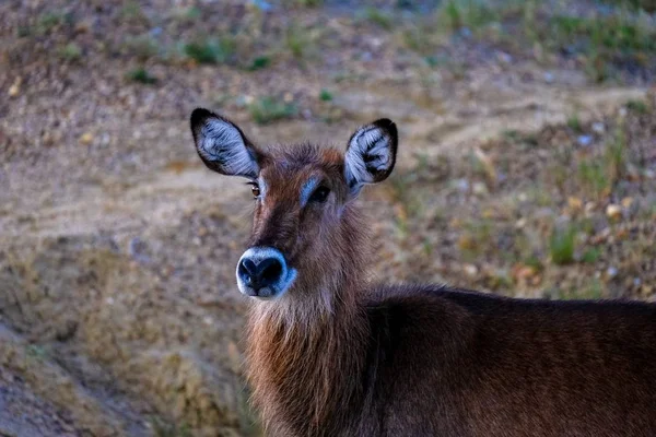 Closeup jelena s rozostřeného pozadím — Stock fotografie