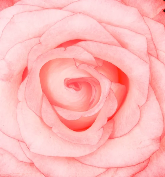 ピンクのバラの美しいクローズアップショット — ストック写真