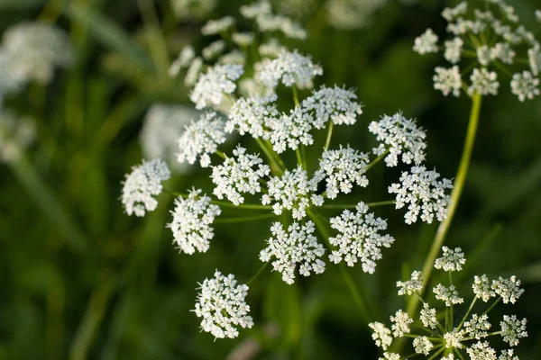 Closeup z bílých květů petržel — Stock fotografie
