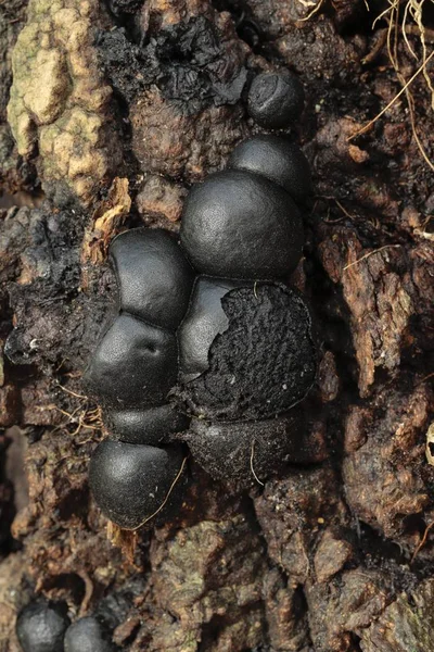 Daldinia concentrica, King Alfred’s cakes, cramp balls, coal fungus