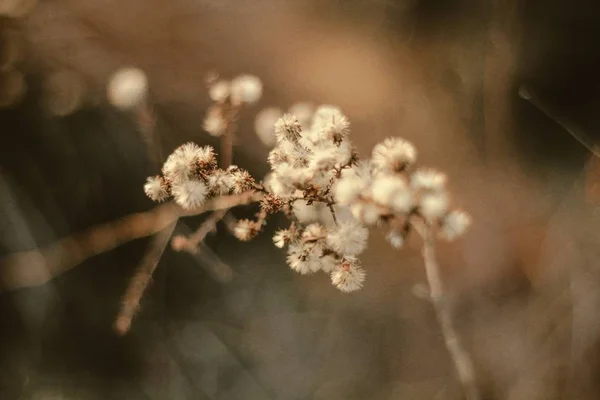 ぼやけた背景を持つ砂漠の乾燥した植物のクローズアップショット — ストック写真