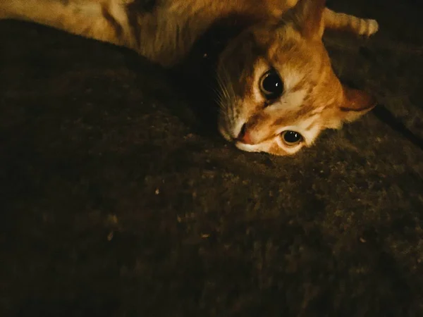 Un mignon chat roux domestique posé sur le sol — Photo