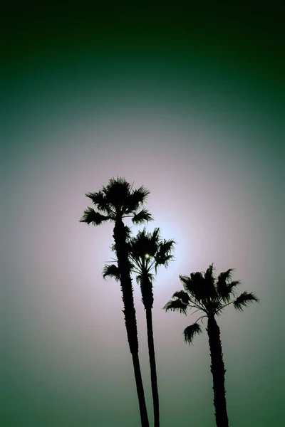 Bella foto di palme esotiche vicino alla spiaggia in una città costiera e cielo incredibile — Foto Stock