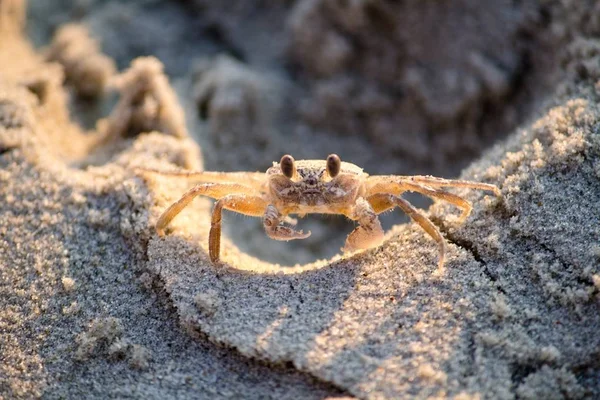 Closeup tiro de um caranguejo do mar em rochas — Fotografia de Stock