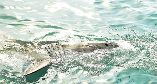 Grand requin blanc brisant la surface de la mer pour attraper leurre de viande et leurre de phoque . — Photo