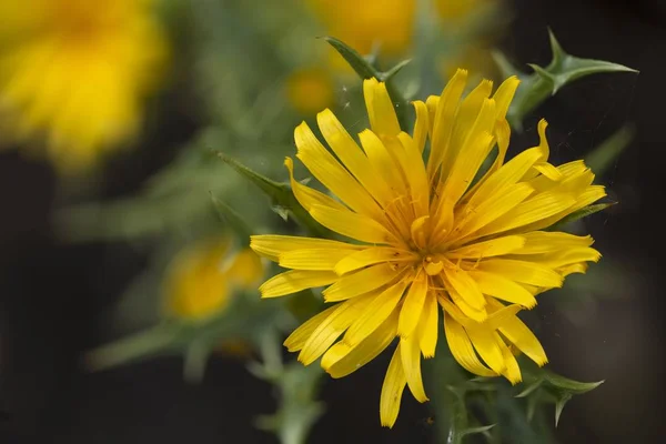 Spanyol tiram-thistle atau Common golden thistle Colymus hispanicus , — Stok Foto