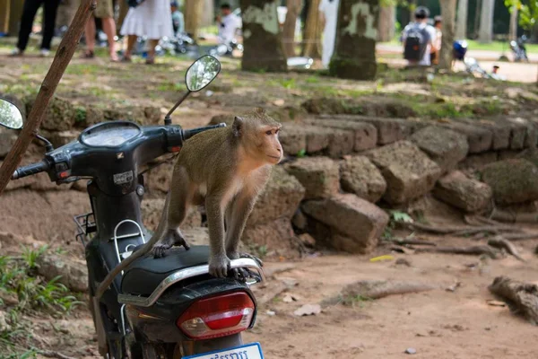Makakenaffe auf einem Motorrad — Stockfoto