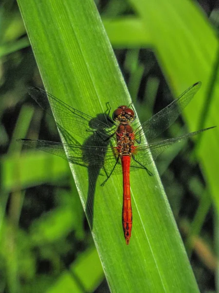 Vertical closeup shot of a red dragonfly sitting on a green leaf with a blurred natural background