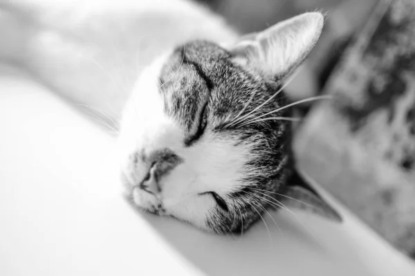 Closeup tiro de um gato bonito que coloca em um tecido branco com um fundo borrado em preto e branco — Fotografia de Stock