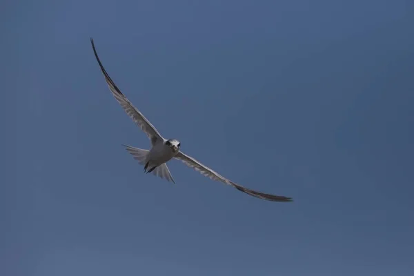 Balıkçılık En az tern, Sternula antillarum — Stok fotoğraf