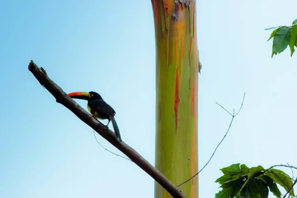 Bir ağacın dalı üzerinde renkli büyük gagası ile bir toucan kuş closeup çekim — Stok fotoğraf