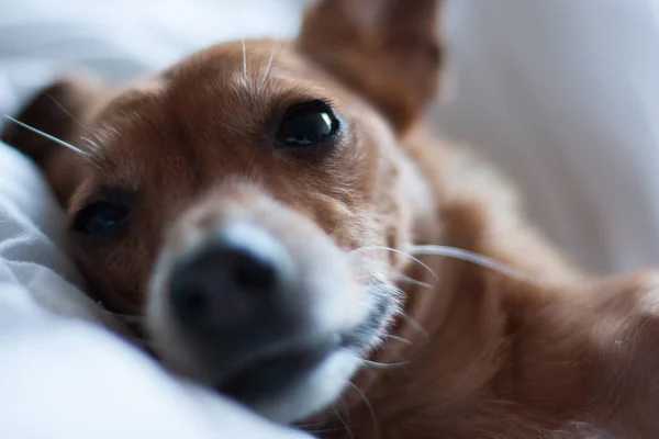 Крупный план милой коричневой собаки с темно-коричневыми глазами, лежащей на белой ткани — стоковое фото