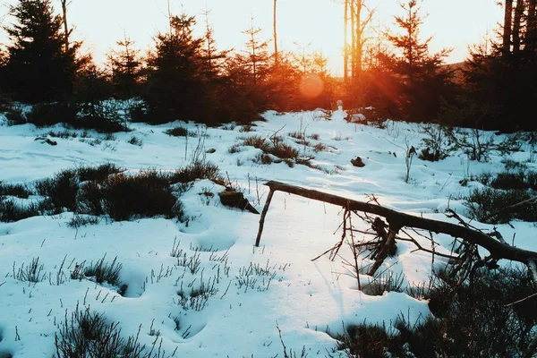 Beau cliché d'un champ enneigé à la campagne avec le soleil qui brille en arrière-plan au lever du soleil — Photo