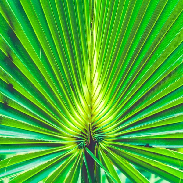 自然の壁紙や背景のための大きな熱帯植物の美しいクローズアップショット — ストック写真
