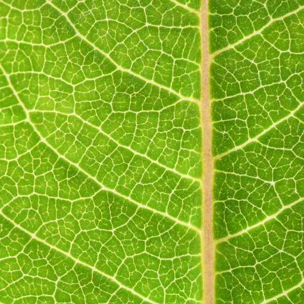 Schöne Nahaufnahme einer großen tropischen Pflanze für natürliche Tapeten oder Hintergrund — Stockfoto