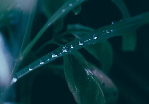 Gros plan de gouttes d'eau sur une plante avec un fond naturel flou — Photo