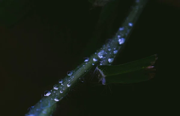 Primer plano de gotas de agua en una planta con un fondo oscuro — Foto de Stock