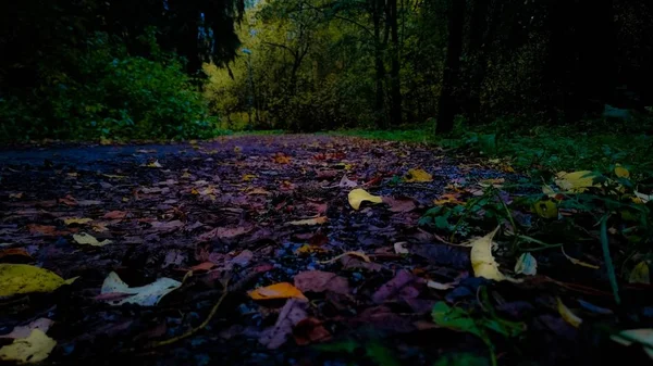 Breed shot van kleurrijke herfst bladeren op de grond, omringd door bomen in een bos — Stockfoto