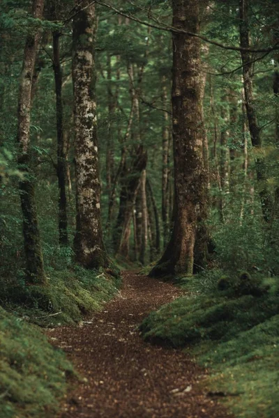 Tiro vertical de uma bela floresta com um caminho marrom no meio — Fotografia de Stock