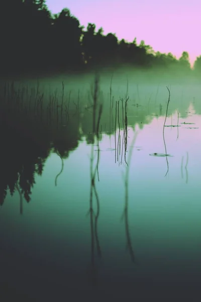 Крупним планом знімок рослин на тілі озера на розмитому тлі дерев на відстані — стокове фото